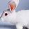 Albino Rabbit