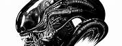 Alien Xenomorph Head Drawing