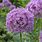Allium Bouquet