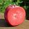 Almata Red Flesh Apple