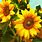Amazing Sunflowers