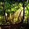 Amazon Rainforest Desktop Wallpaper