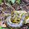 Amazon River Anaconda Snake