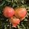 Ambrosia Pomegranate