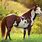 American Paint Horse Breed