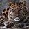 Amurski Leopard