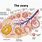 Anatomy of Ovary
