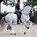 Andalusian Horse Dressage