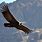 Andean Condor Flying