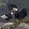Andean Eagle