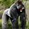Angry Silverback