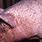 Animal Skin Disease