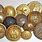 Antique Military Buttons
