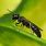 Aphid Wasp