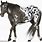 Appaloosa Horse Drawing