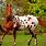 Appaloosa Paint Mix Horse