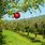 Apple Orchard Design