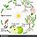 Apple Plant Life Cycle
