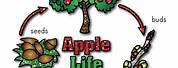 Apple Tree Life Cycle Printable