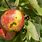 Apple Tree Scab Disease