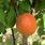 Apricot Trees Varieties