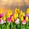 April Tulips Desktop Wallpaper