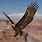 Aquila Eagle