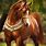 Arabian Horse Beauty
