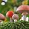 Are Mushrooms Plants