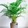 Areca Palm Indoor Plants