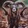 Argentina Mouflon Ram