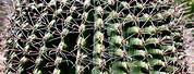 Arizona Cactus Names
