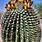 Arizona Cactus Names