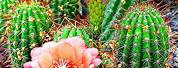 Arizona Desert Blooming Cactus