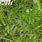 Artemisia Carvifolia