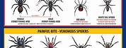 Australian Spider Chart NSW