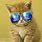 Awesome Cool Cat Backgrounds