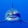 Awesome Shark Pictures