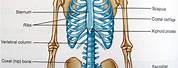 Axial Skeleton Anatomy