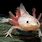 Axolotl Homes