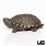 Baby Kinosternon Turtles