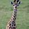 Baby Masai Giraffe