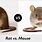 Baby Rats vs Mice
