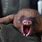 Baby Sloth Yawning