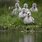 Baby Tundra Swan