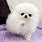 Baby White Fluffy Puppy