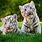 Baby White Tiger Cubs
