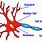 Bagian Neuron