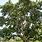 Balata Tree