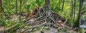 Bald Cypress Tree Roots